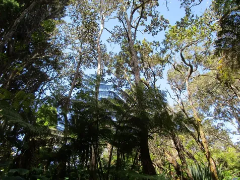 1 Alanui Iiwi Volcano HI 96785