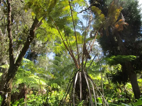 1 Alanui Iiwi Volcano HI 96785