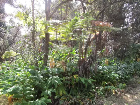 1 Alanui Iiwi Volcano HI 96785