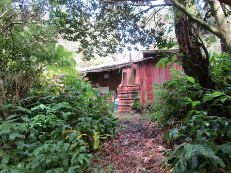 1 Alanui Iiwi Volcano HI 96785