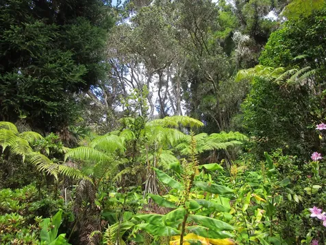 1 Alanui Iiwi Volcano HI 96785