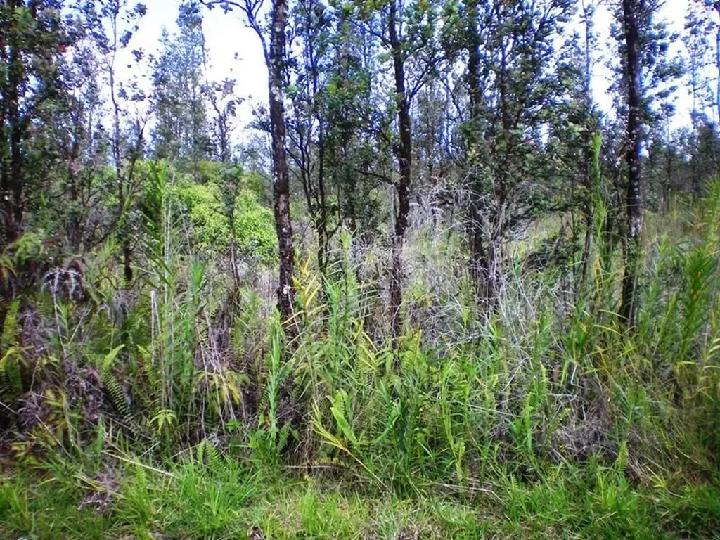 Palaninui Mountain View HI 96771