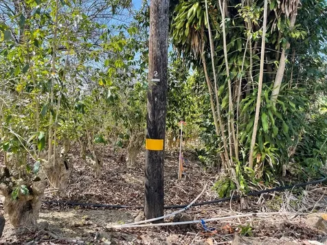 Lilikoi Lane Captain Cook HI 96704