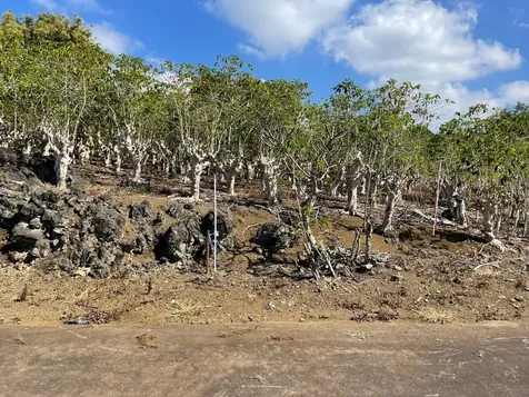 Lilikoi Lane Captain Cook HI 96704