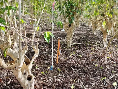 Lilikoi Lane Captain Cook HI 96704