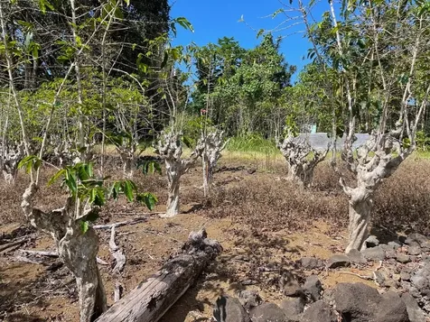 Lilikoi Lane Captain Cook HI 96704