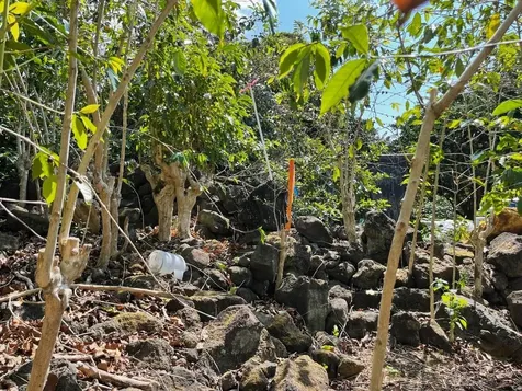 Lilikoi Lane Captain Cook HI 96704