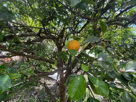 126 W Kinai Place Hilo HI 96720