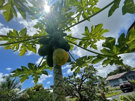 126 W Kinai Place Hilo HI 96720