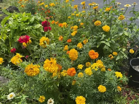 126 W Kinai Place Hilo HI 96720