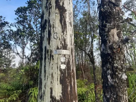 11-2545 Kaleponi Drive Volcano HI 96785