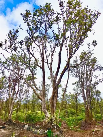 11-2545 Kaleponi Drive Volcano HI 96785