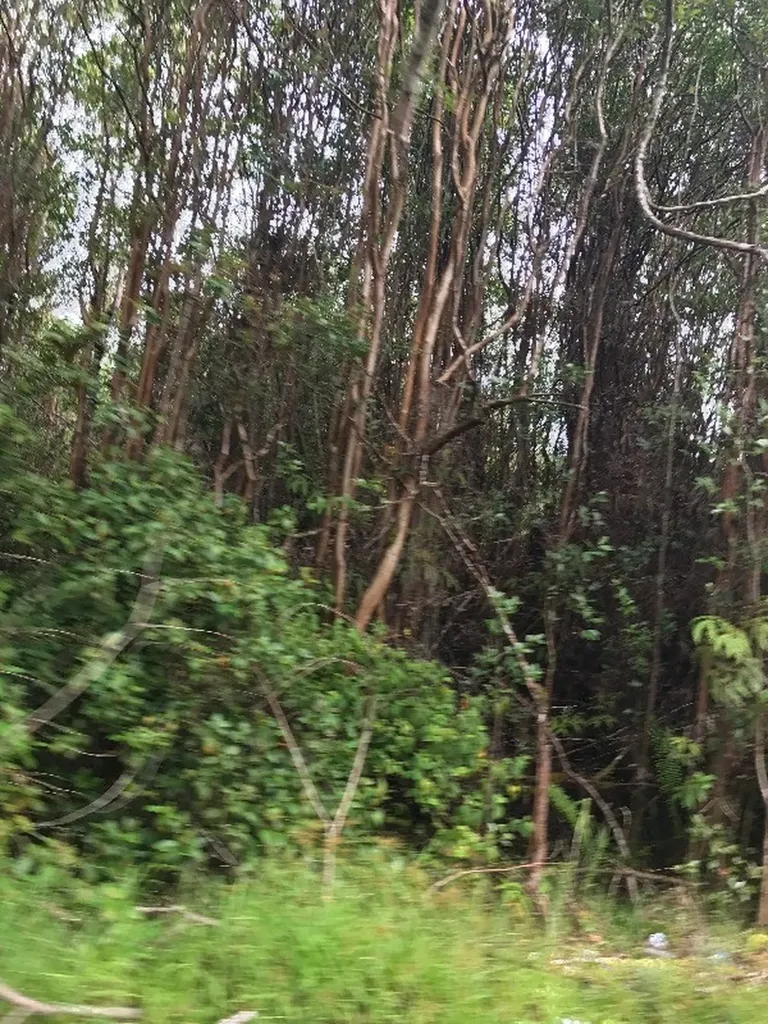 S Pomaikai Street Pahoa HI 96778
