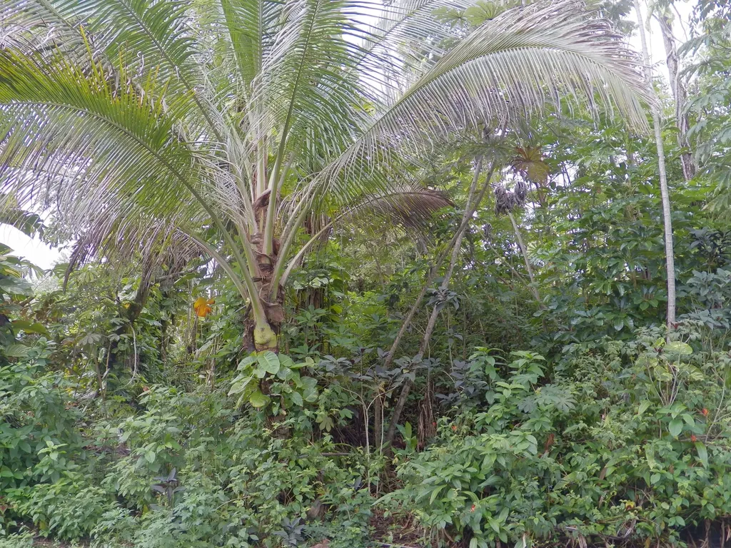 Lalakea Street Pahoa HI 96778