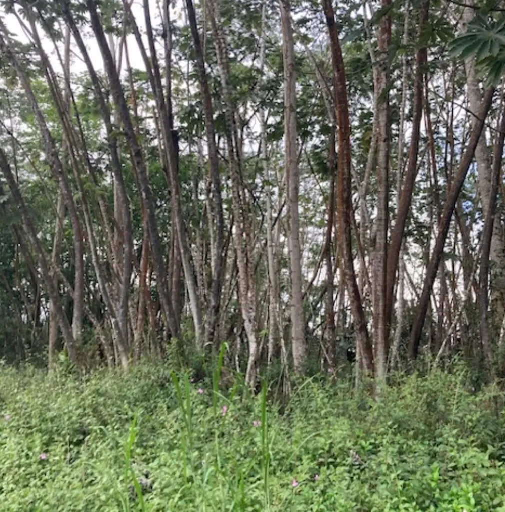 Lehua Road Pahoa HI 96778