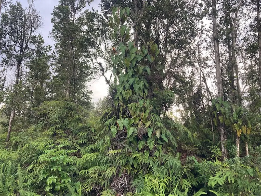 Alapai Street Pahoa HI 96778
