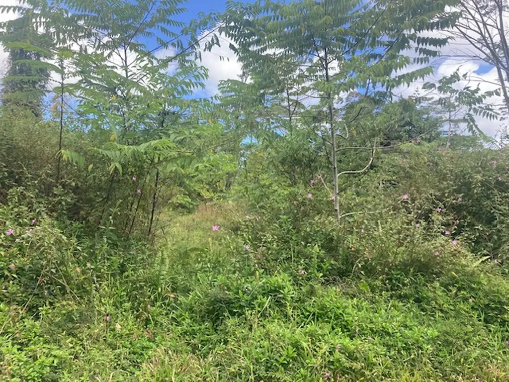 14-3481 Shell Road Pahoa HI 96778
