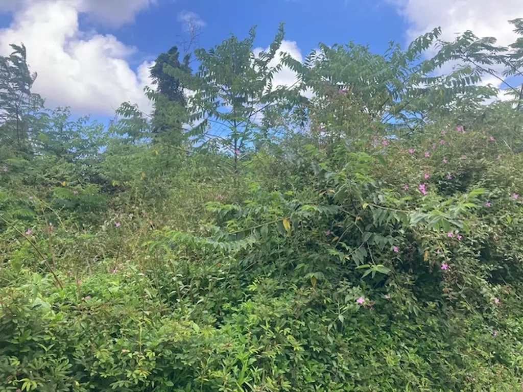 14-3479 Shell Road Pahoa HI 96778