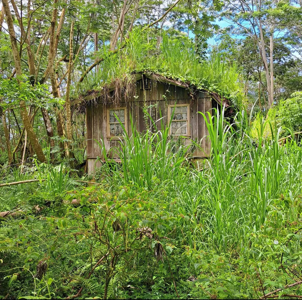 Noni Farm Road Pahoa HI 96778