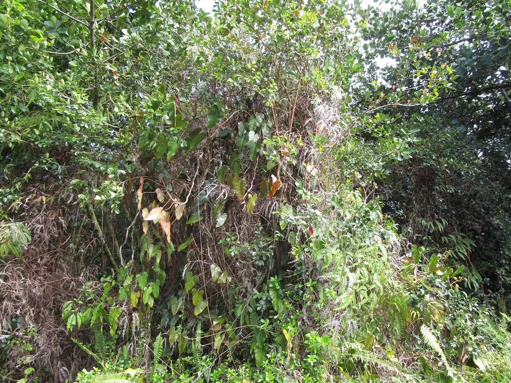 30th Avenue Keaau HI 96749