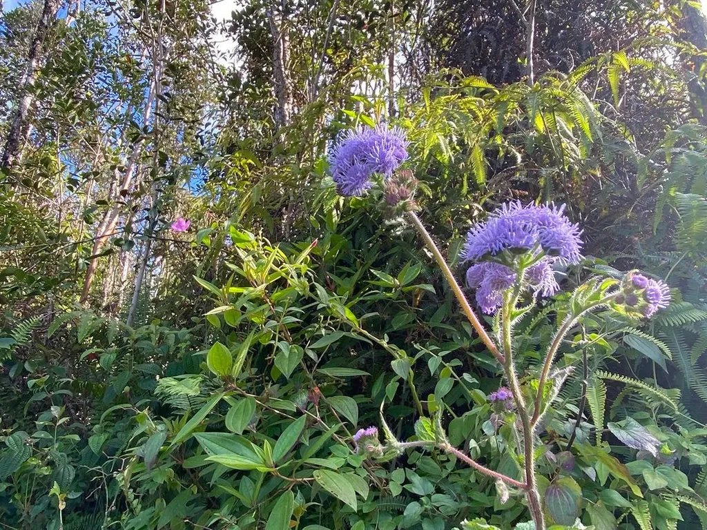 Kailua Road Pahoa HI 96778