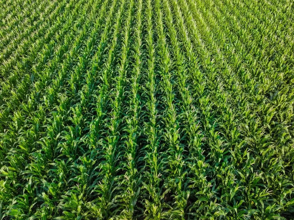 000 SW County Line Road Benton KS 67017