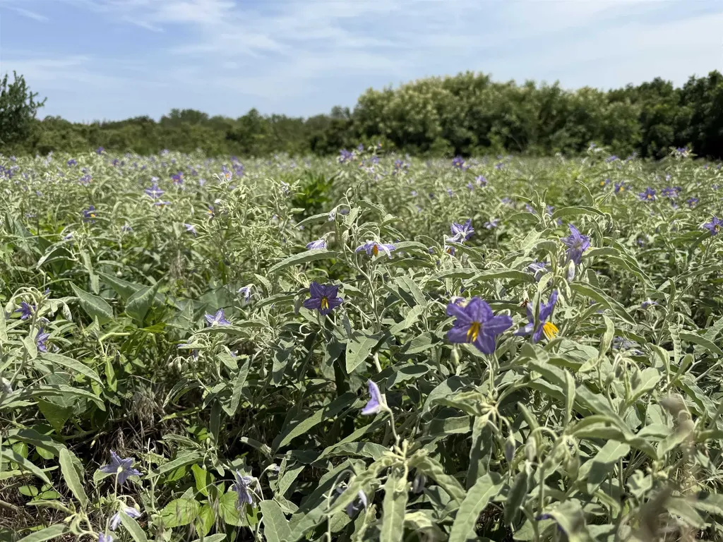 S Argonia Road & W 100th Street Caldwell KS 67022