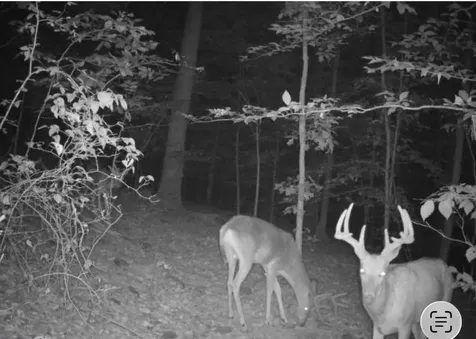 1965 Harry Cherry Road Bowling Green KY 42101
