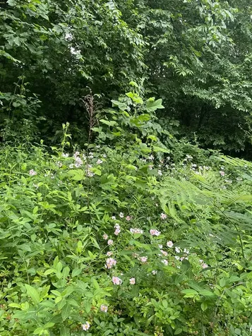 191 Chestnut Lane Morgantown KY 42261