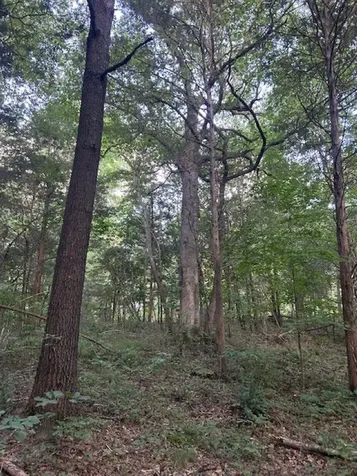 0 Toohey Ridge Road Cave City KY 42127
