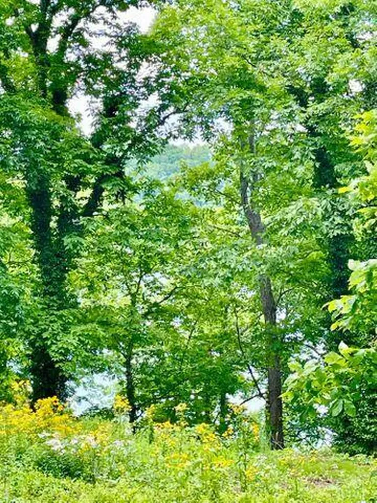 44 Green Hills Estates Road Monticello KY 42633