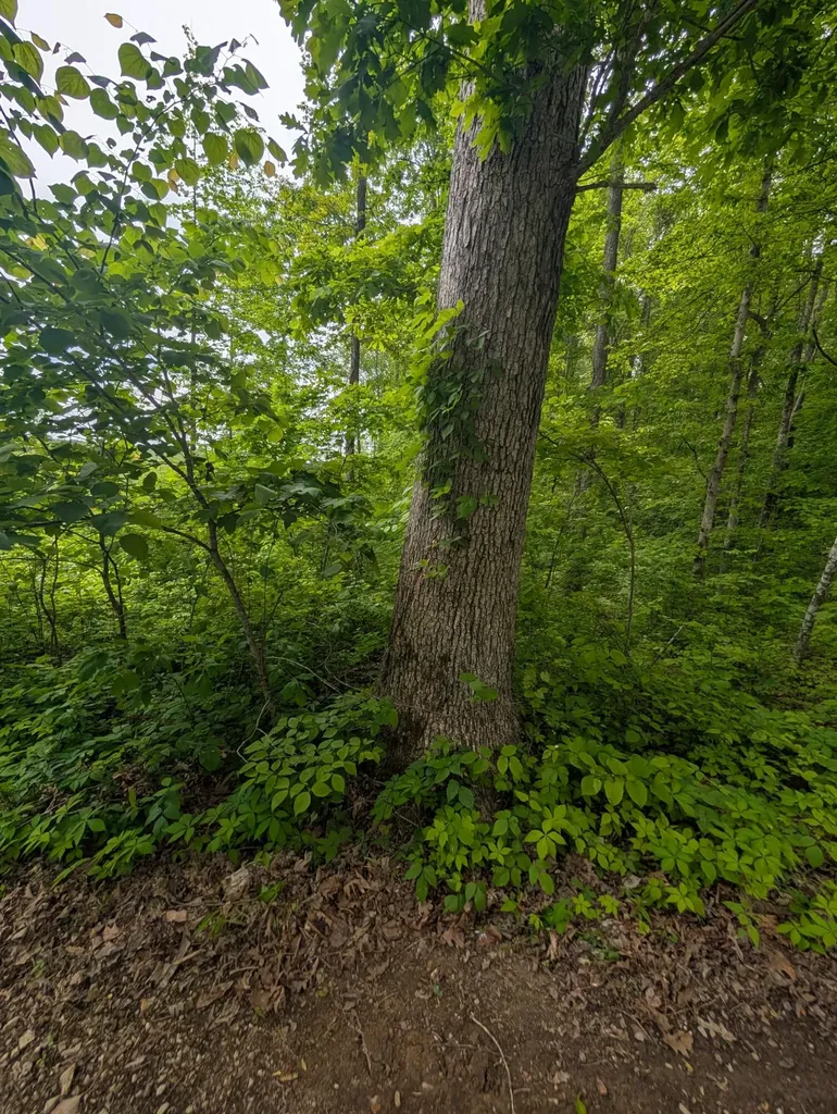 0 New Hope Tower Road Mt Vernon KY 40456