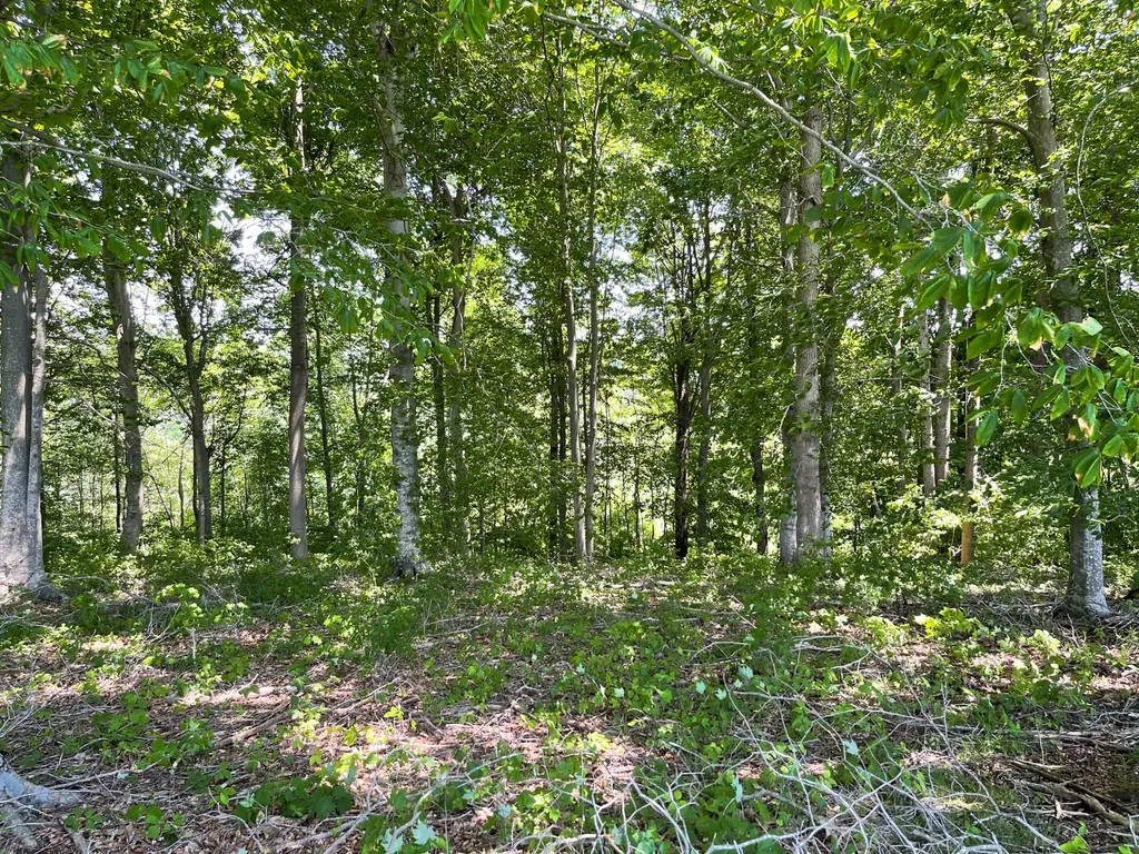 77 Meadows Loop Russell Springs KY 42642