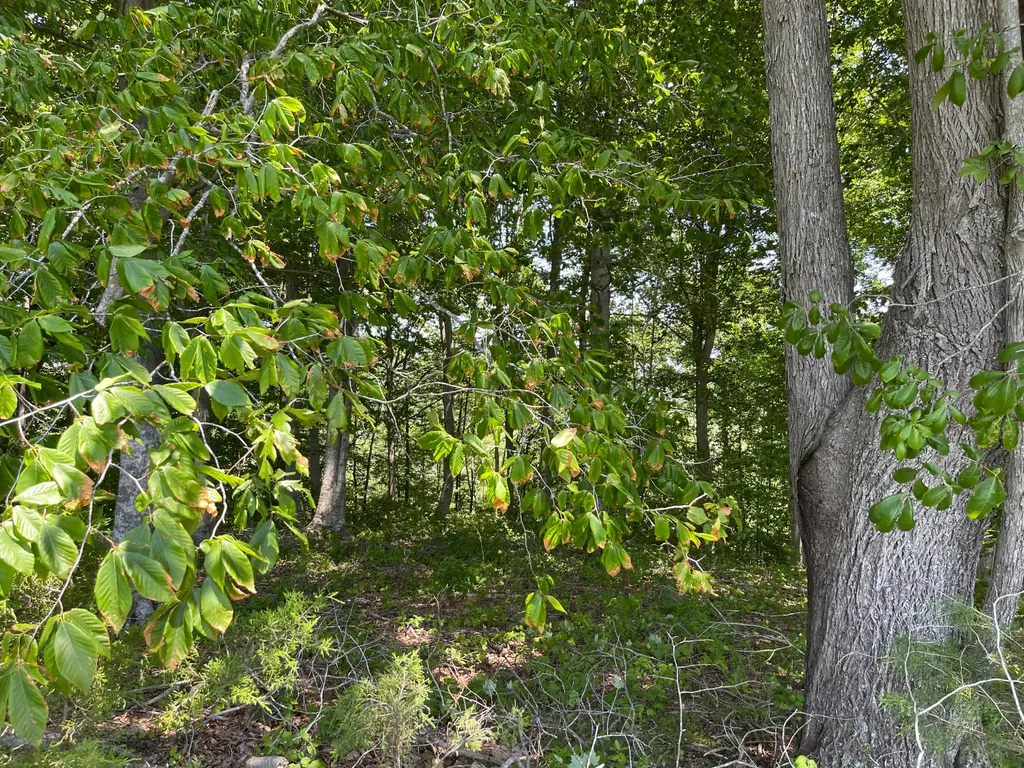 77 Meadows Loop Russell Springs KY 42642