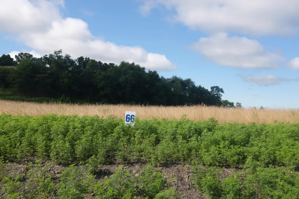 42 Wolf Bend East Bernstadt KY 40729