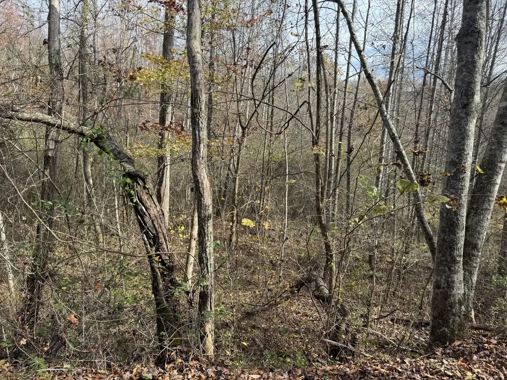 0 Maple Creek Road Williamsburg KY 40769