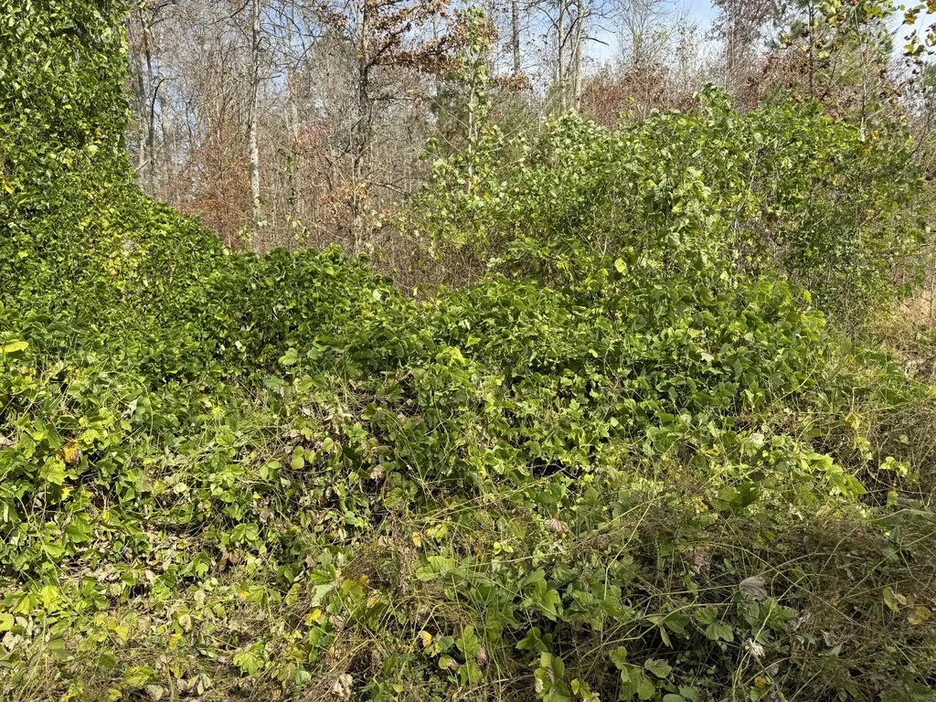 0 Maple Creek Road Williamsburg KY 40769