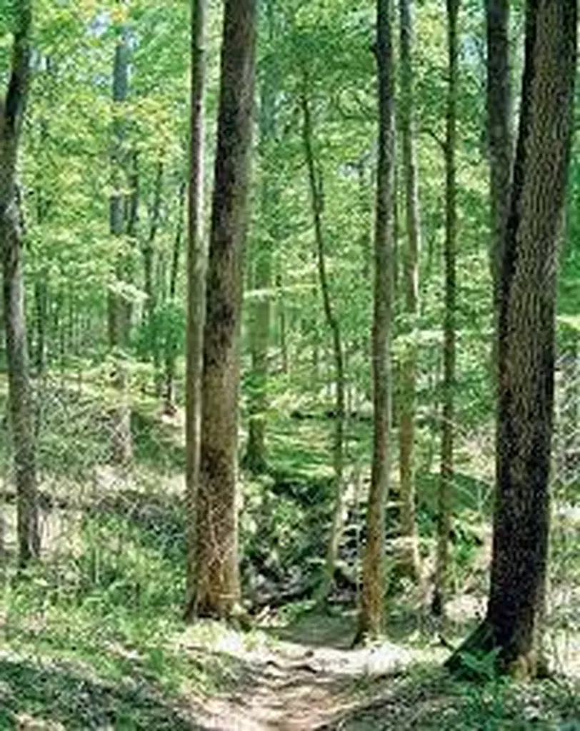 9999 Spruce Creek Road Corbin KY 40701