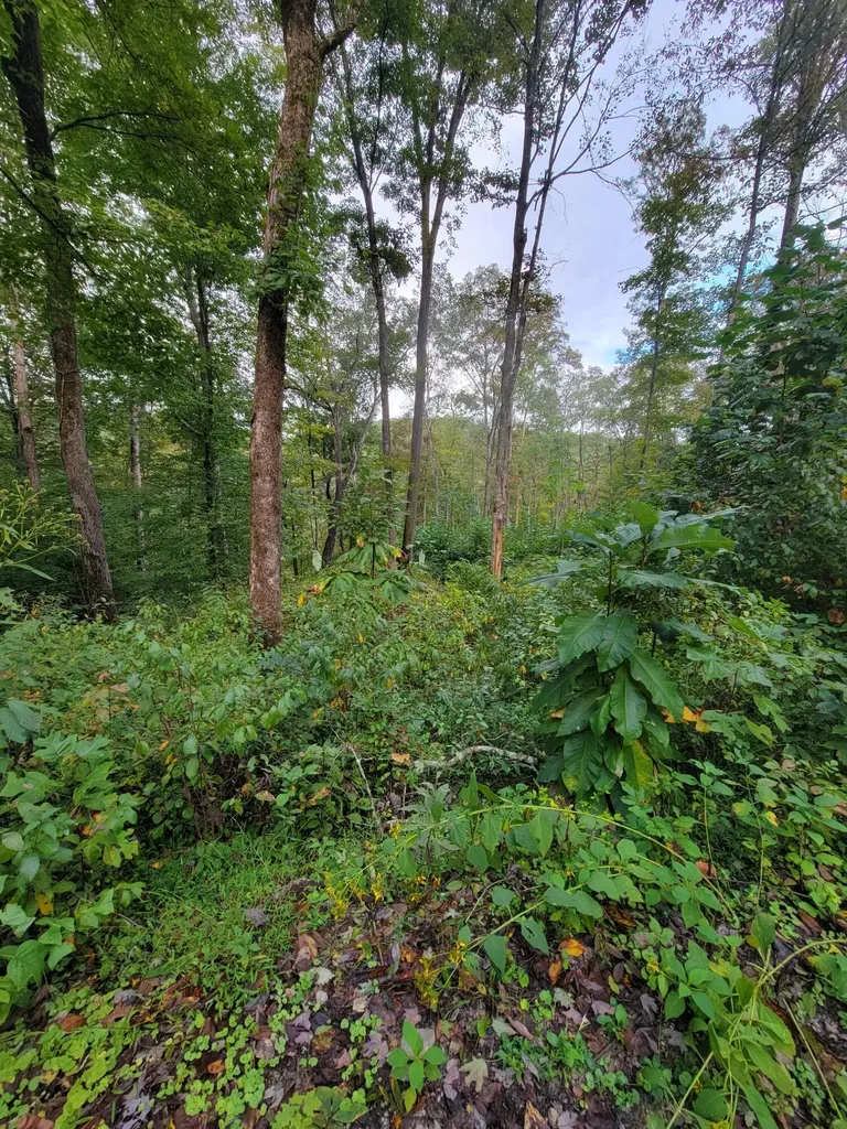 150 Punchs End Burnside KY 42519