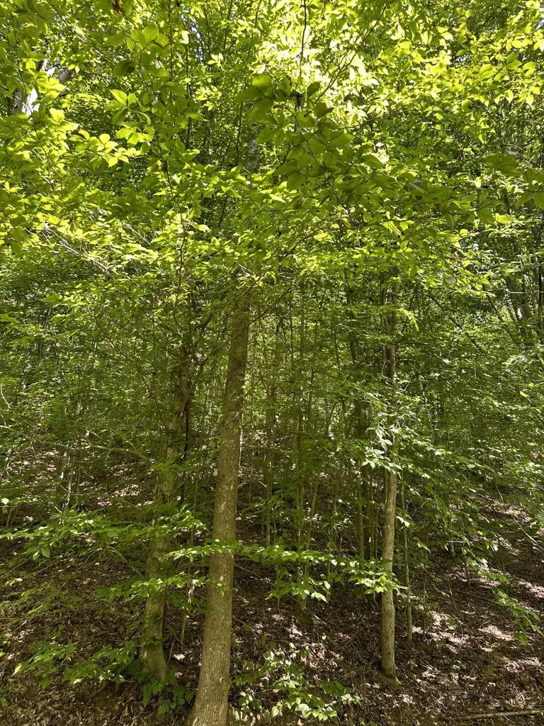 0 Hooker Road Manchester KY 40962