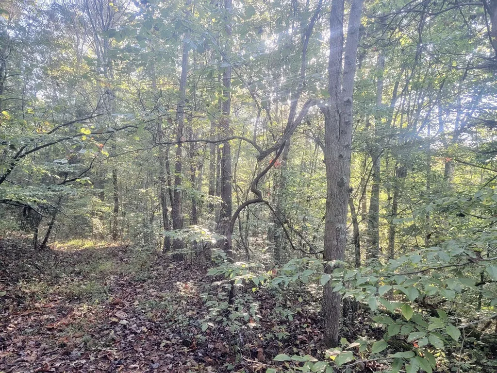14853 Highway #196 Highway Nancy KY 42544