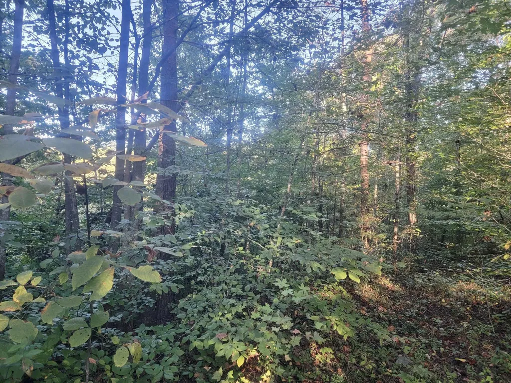 14853 Highway #196 Highway Nancy KY 42544