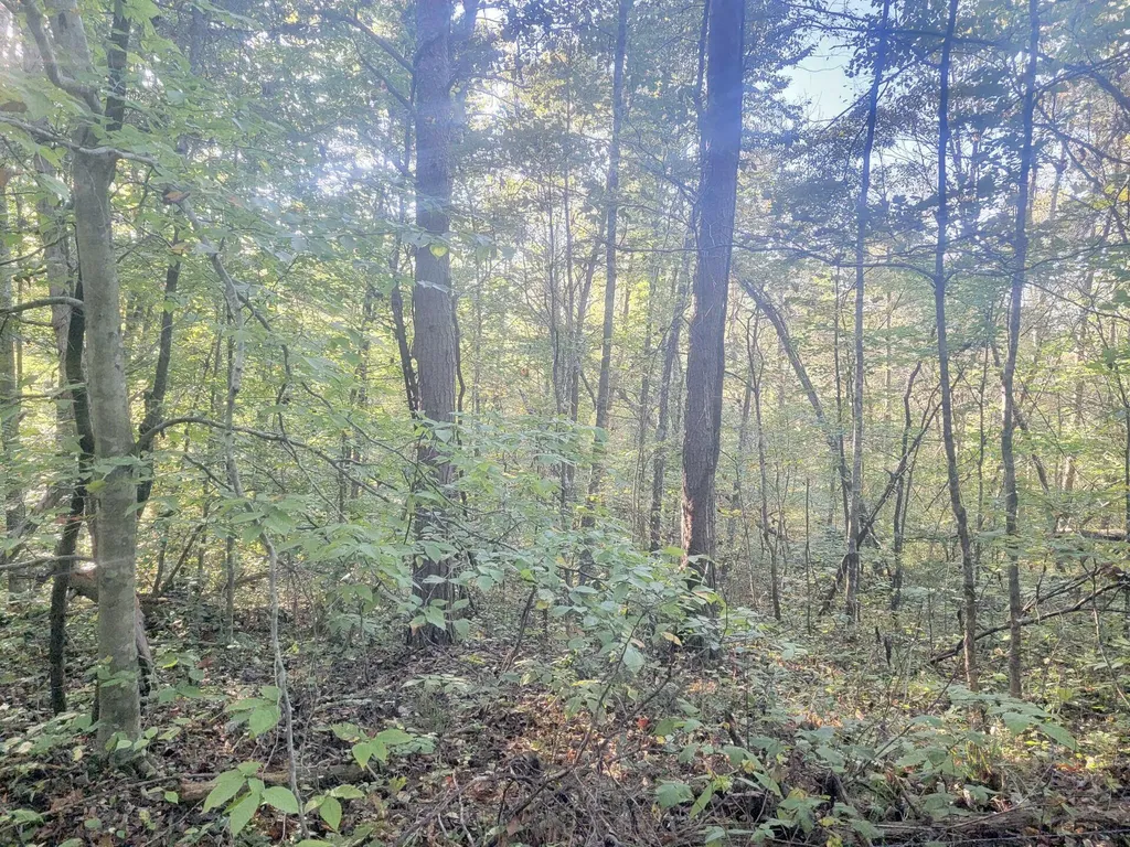 14853 Highway #196 Highway Nancy KY 42544