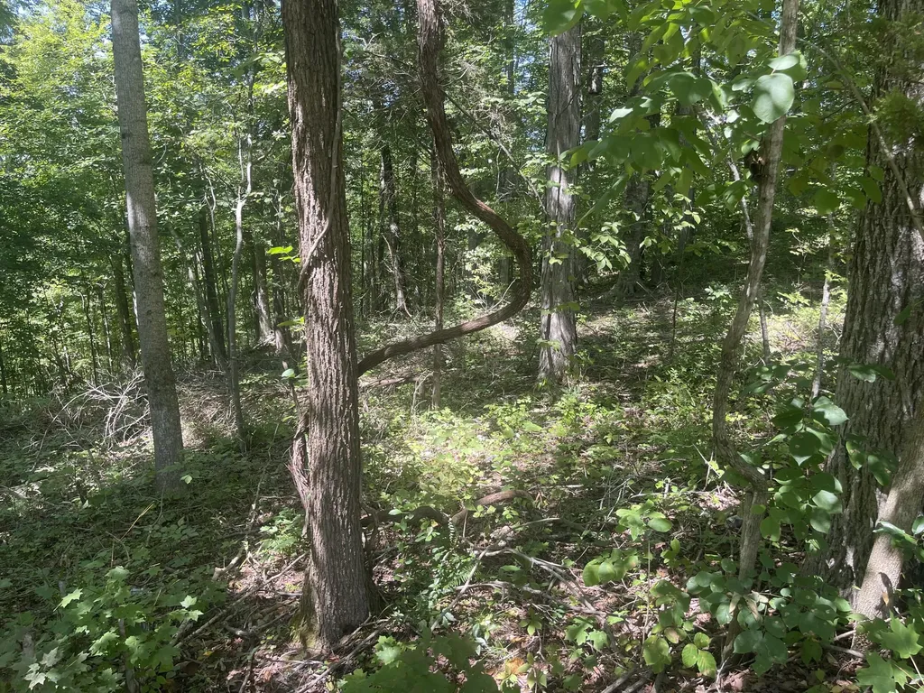 Lot 82 Pleasant View Nancy KY 42544
