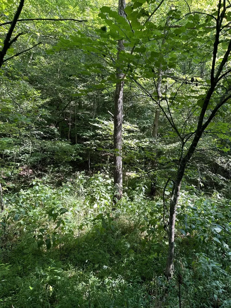 9999 Glade Branch Manchester KY 40962