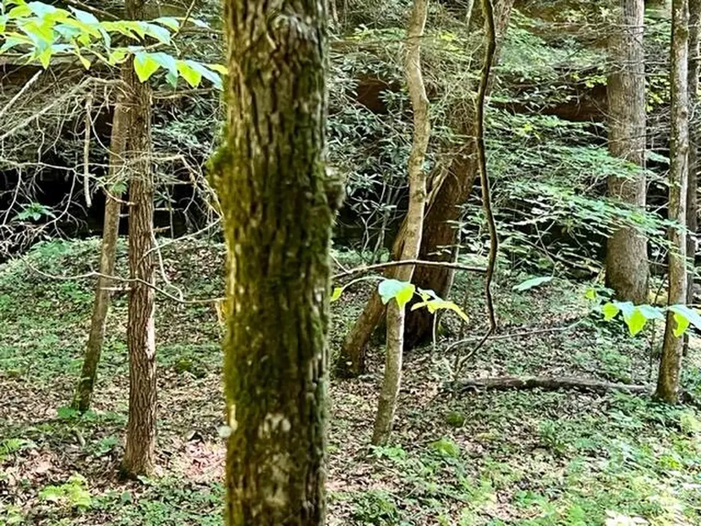 0 Coperas Cave Branch Beattyville KY 41311