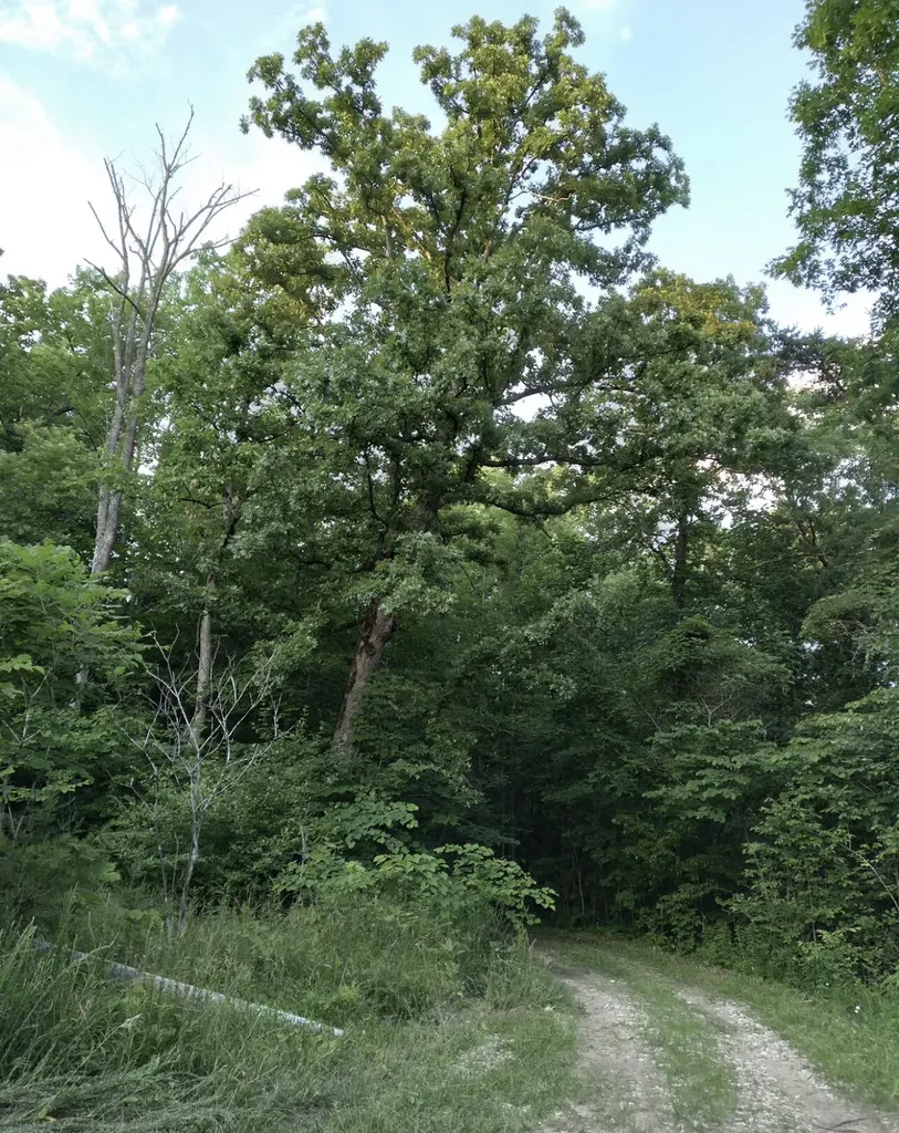 1237M High Rock Road Stanton KY 40380