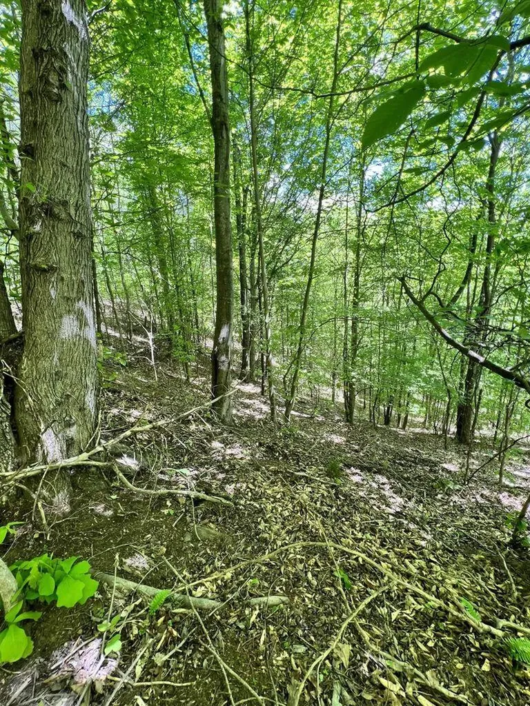 9999 Proffitt Road Manchester KY 40962