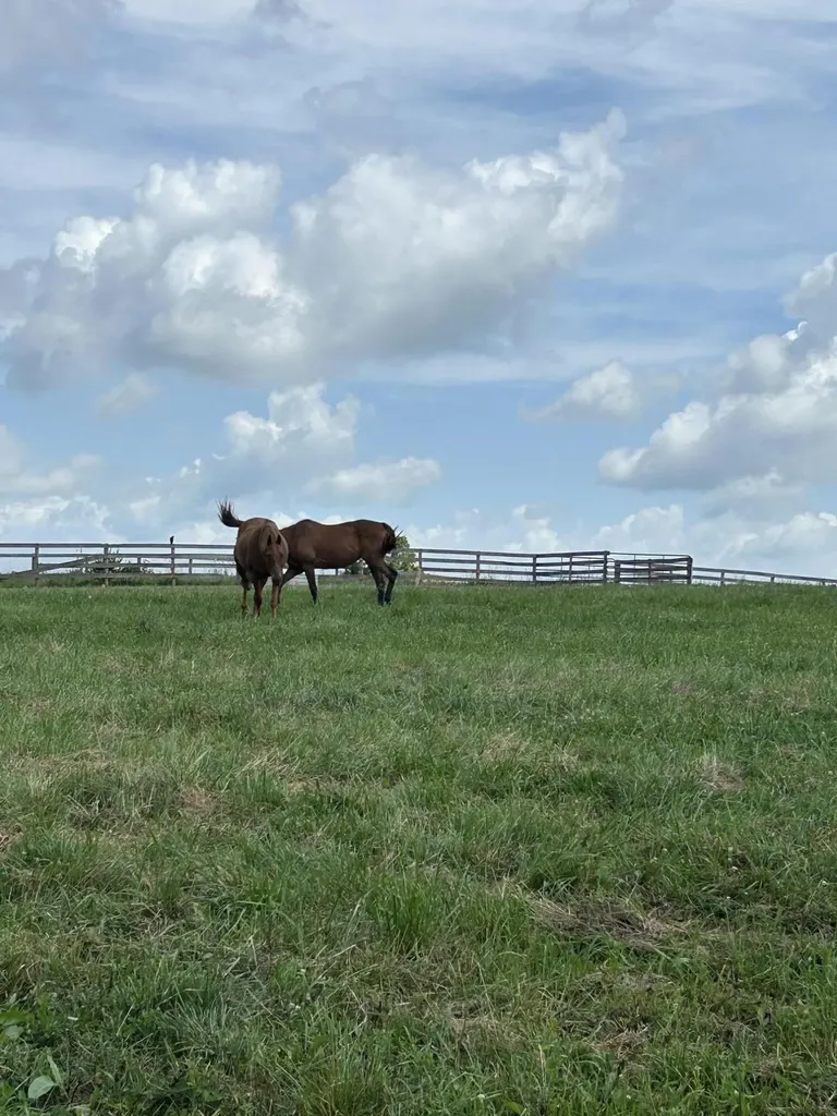 Lot #8 Lucy Cynthiana KY 41031
