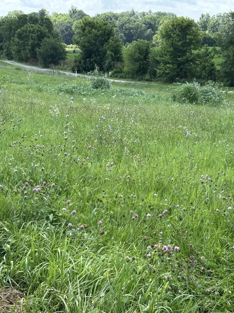 Lot #8 Lucy Cynthiana KY 41031